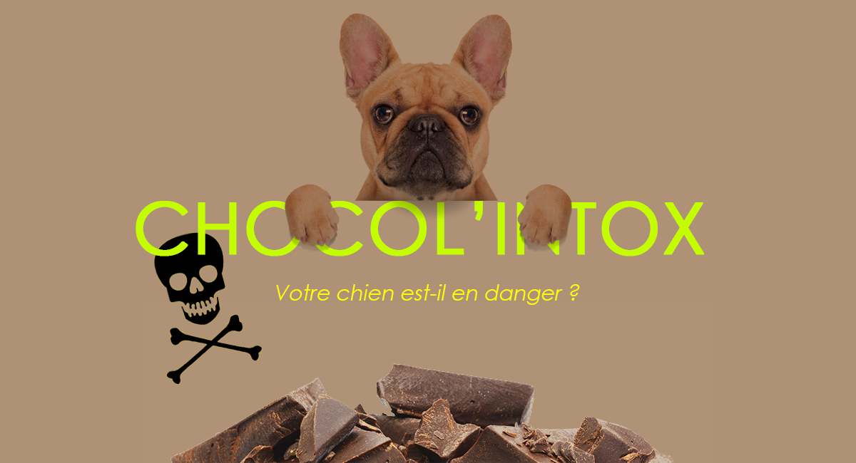Chocol'INTOX, calculateur de toxicité au chocolat chez le chien Chocol'INTOX, calculateur de toxicité au chocolat chez le chien